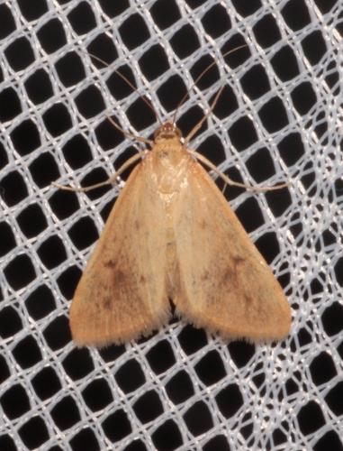 Achyra nudalis